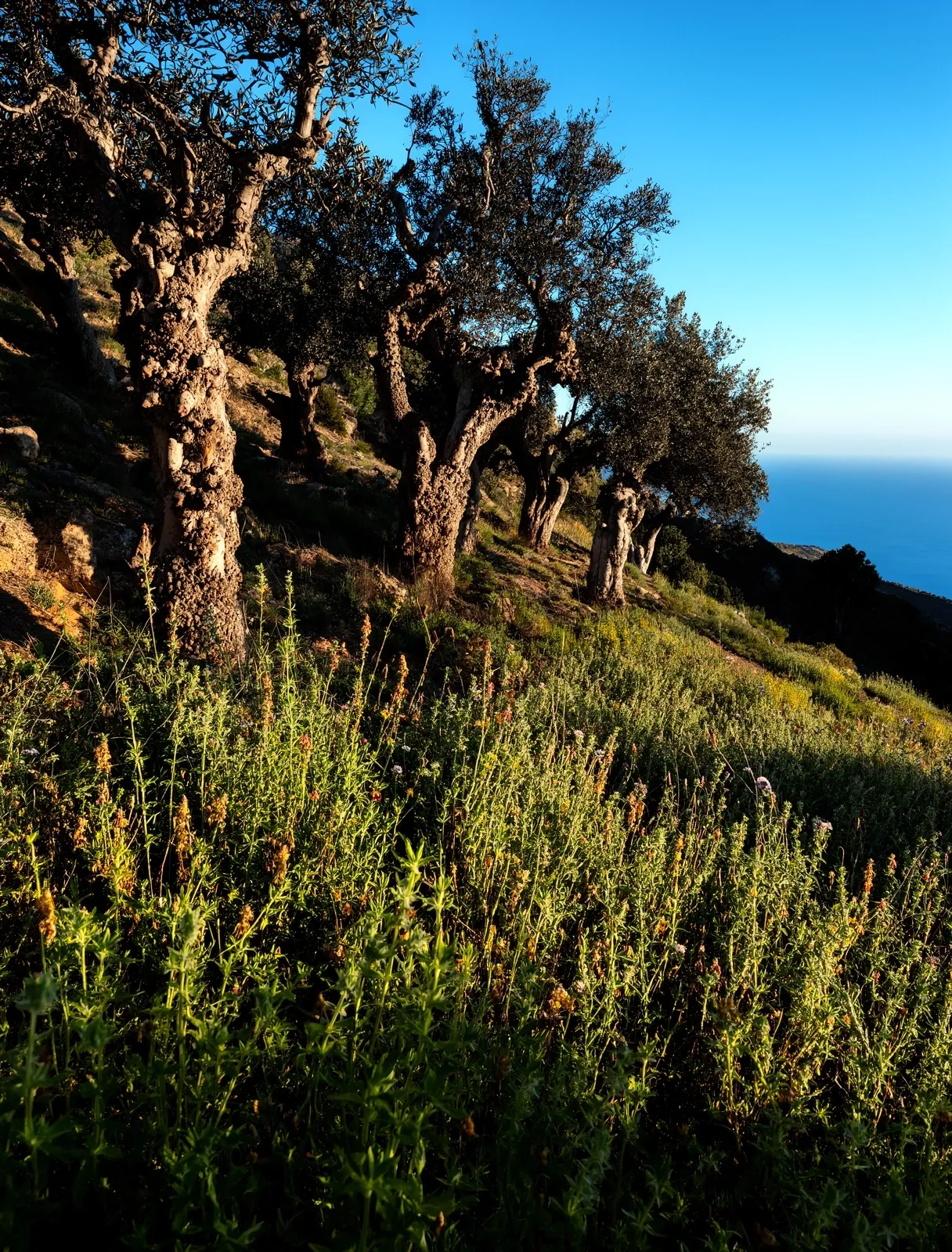 Mediterranean landscape representing traditional vigor